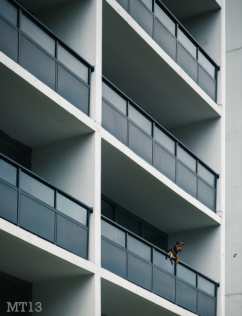 Photo of dog looking over balcony railing, multiple balconies above and beside the dog create a repetitive pattern of openings.